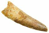 Fossil Spinosaurus Tooth - Real Dinosaur Tooth #362840-1